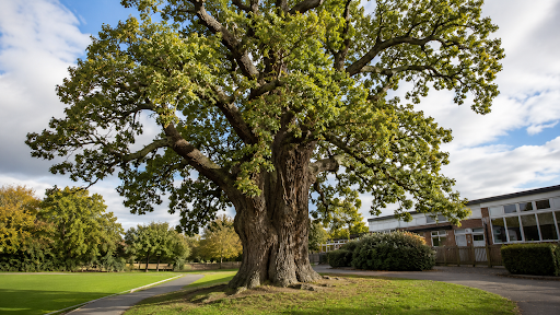 Mature oak tree in school grounds beside a building