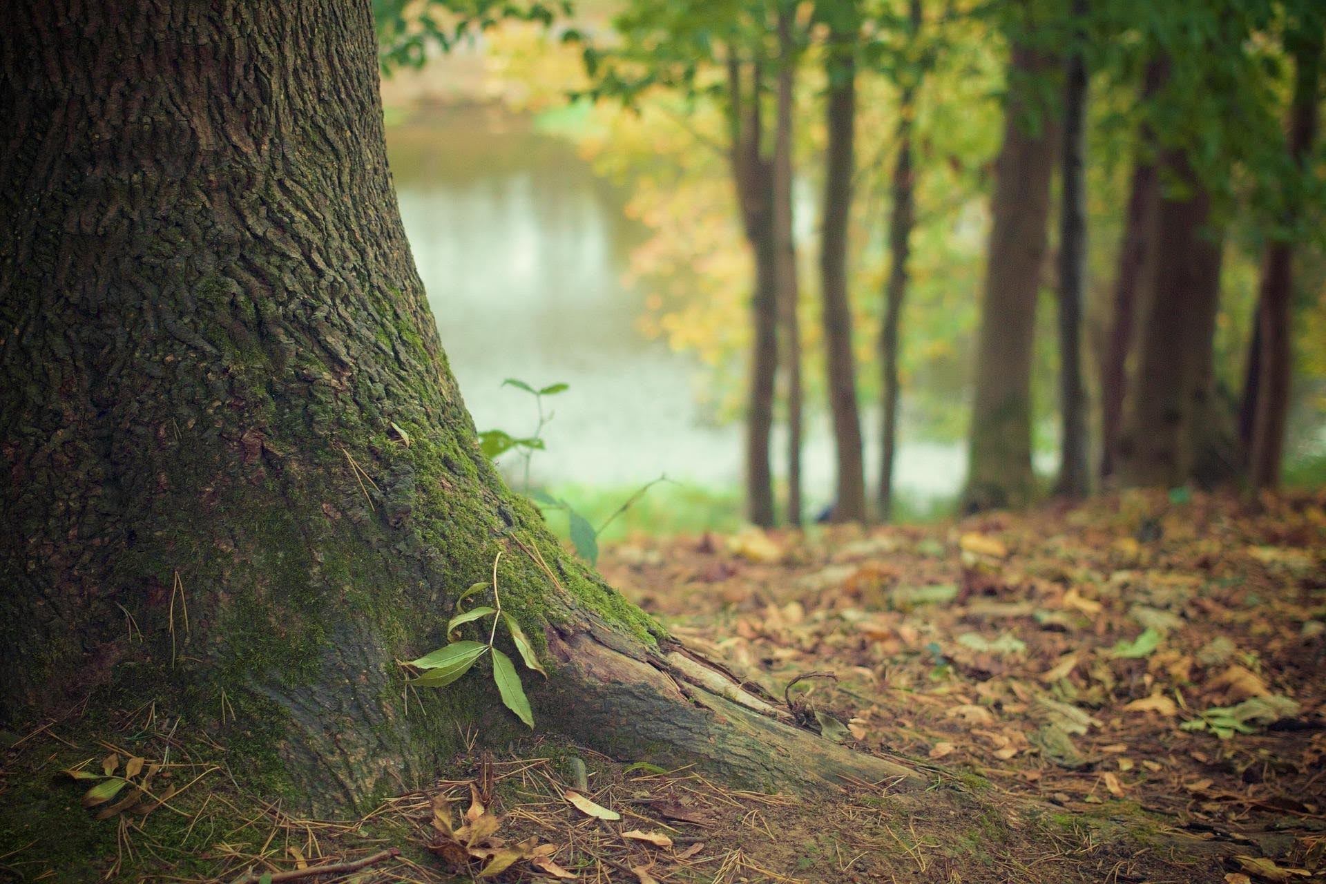 Mature tree trunk and surface roots in woodland